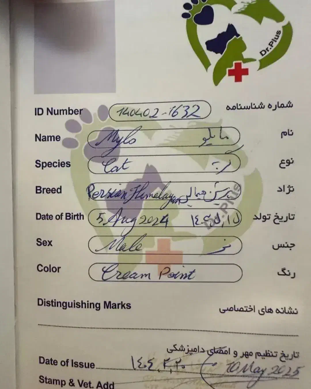 گربه هیمالین cream point|گربه|تبریز, |دیوار