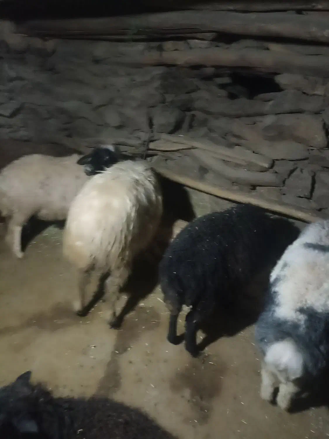 فروش‌4کاور‌سالم‌وسرحال|حیوانات مزرعه|مریوان, |دیوار