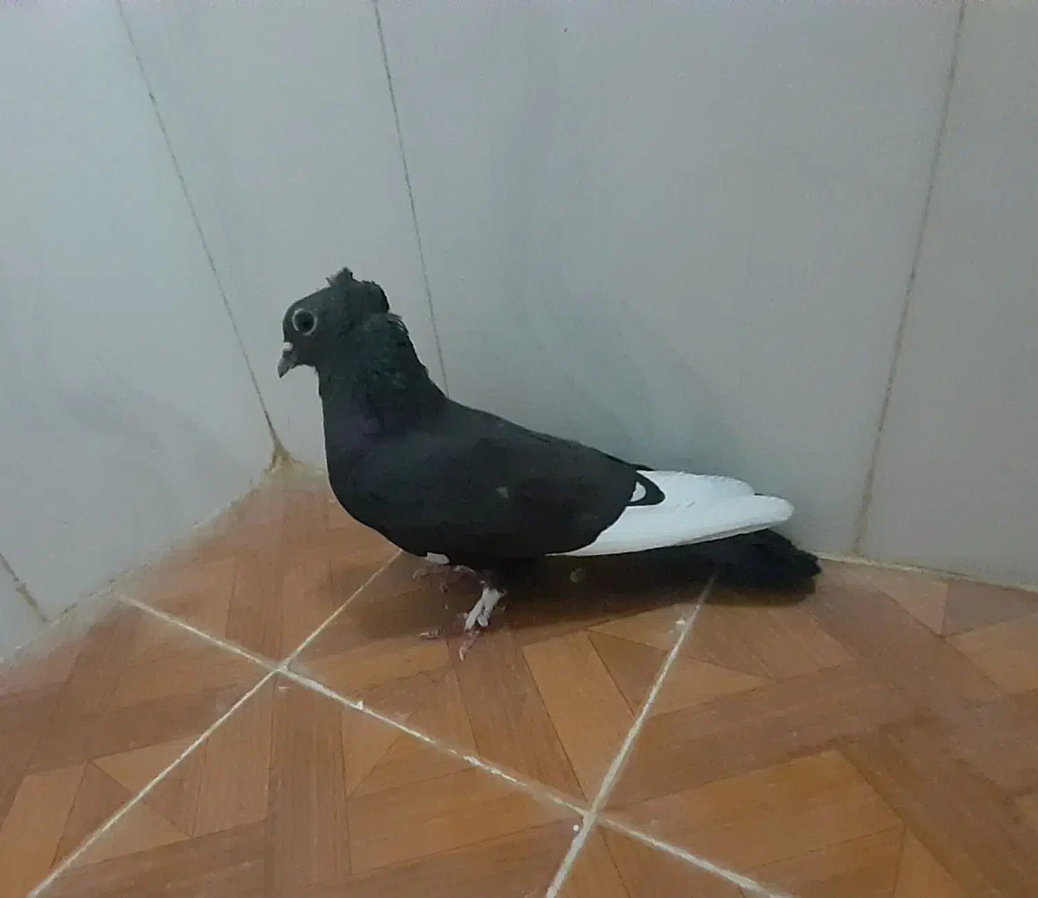 کبوتر|پرنده|قم, زنبیل آباد|دیوار