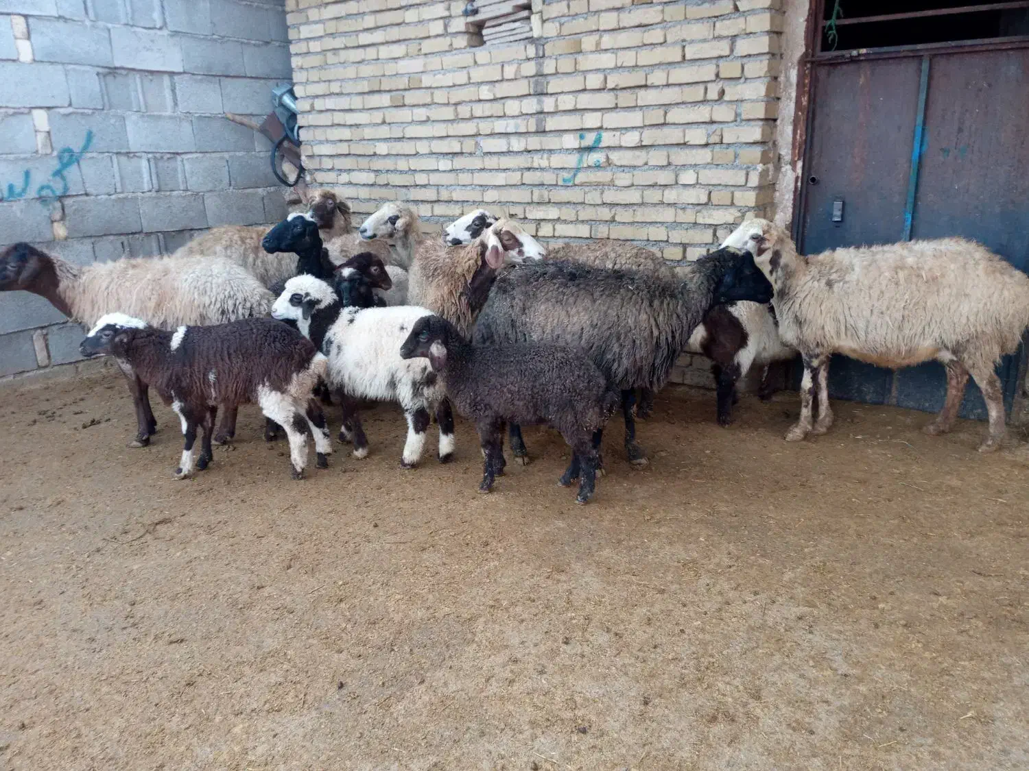 میش وبره|حیوانات مزرعه|کرمانشاه, |دیوار