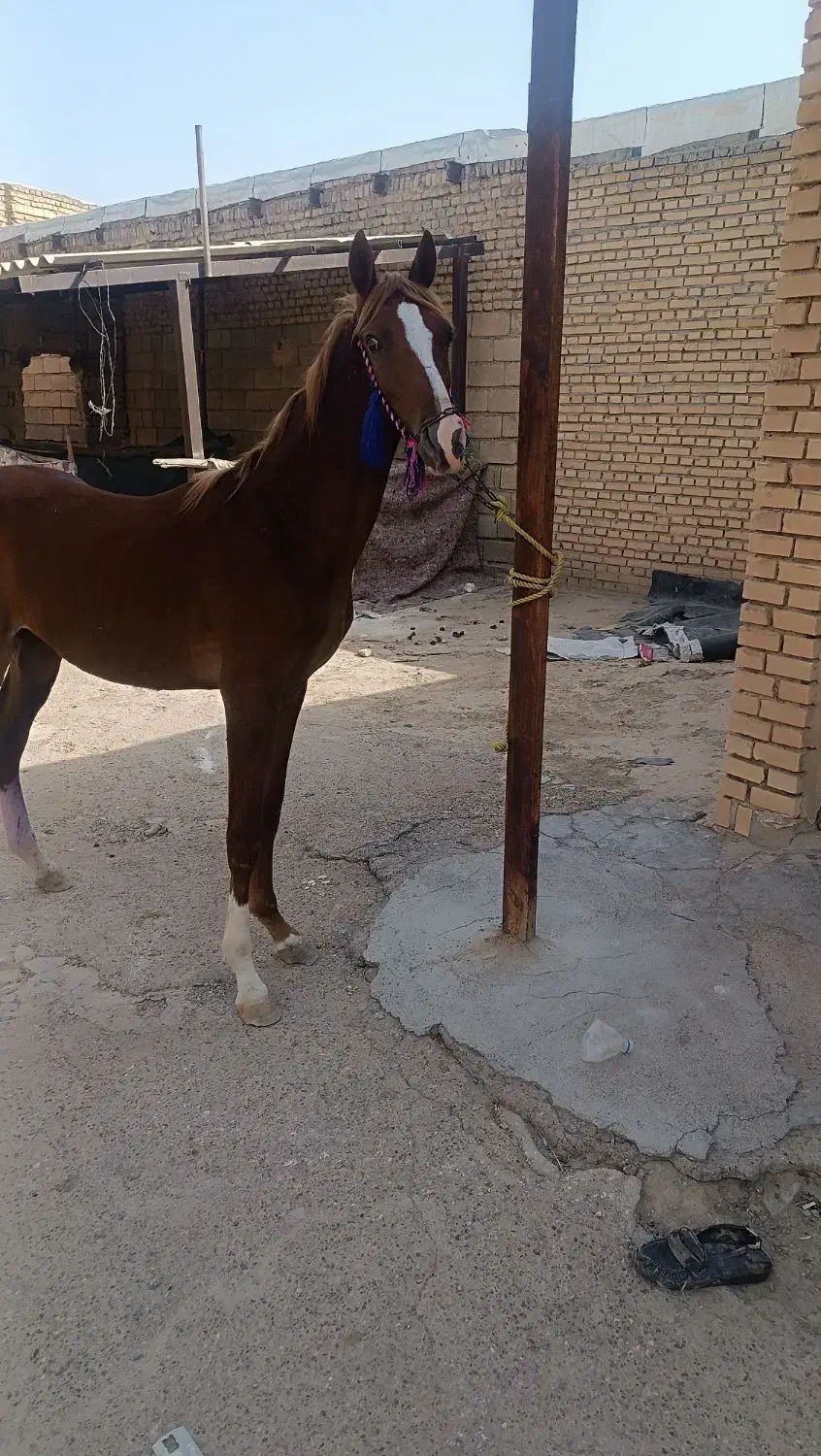 شوش|اسب و تجهیزات اسب‌سواری|کرخه, |دیوار