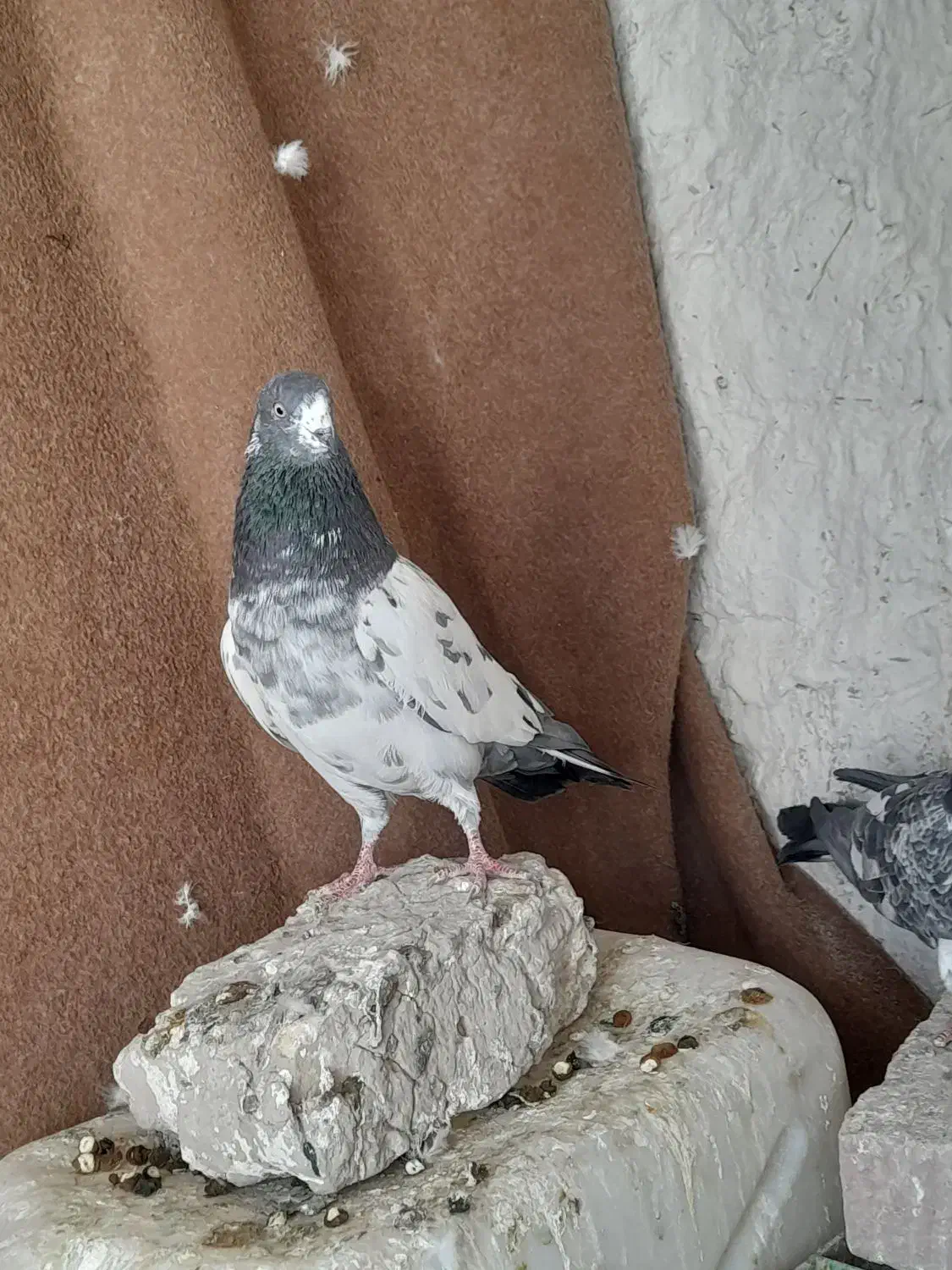 پاکستانی|پرنده|کرباسک, |دیوار