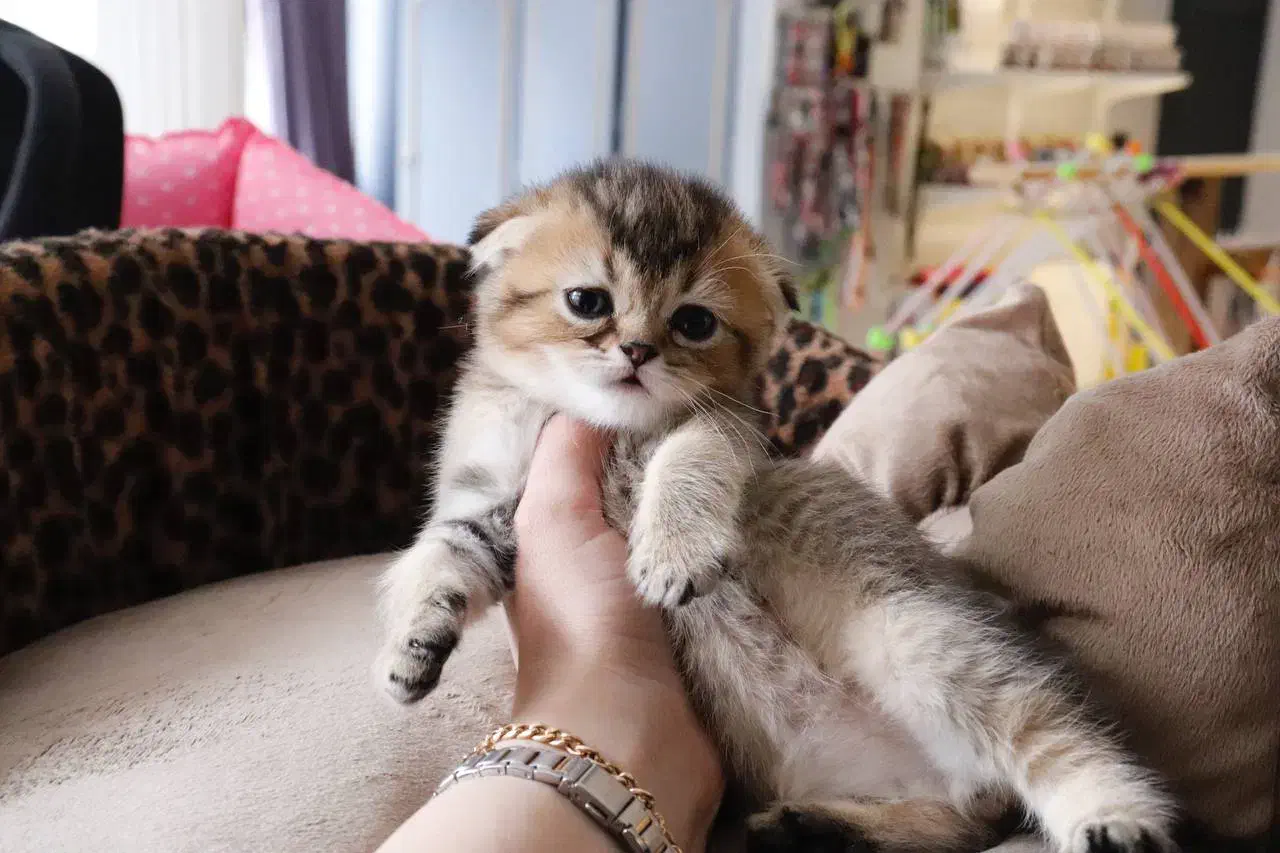 گربه اسکاتیش بریتیش گلد|گربه|ارومیه, |دیوار