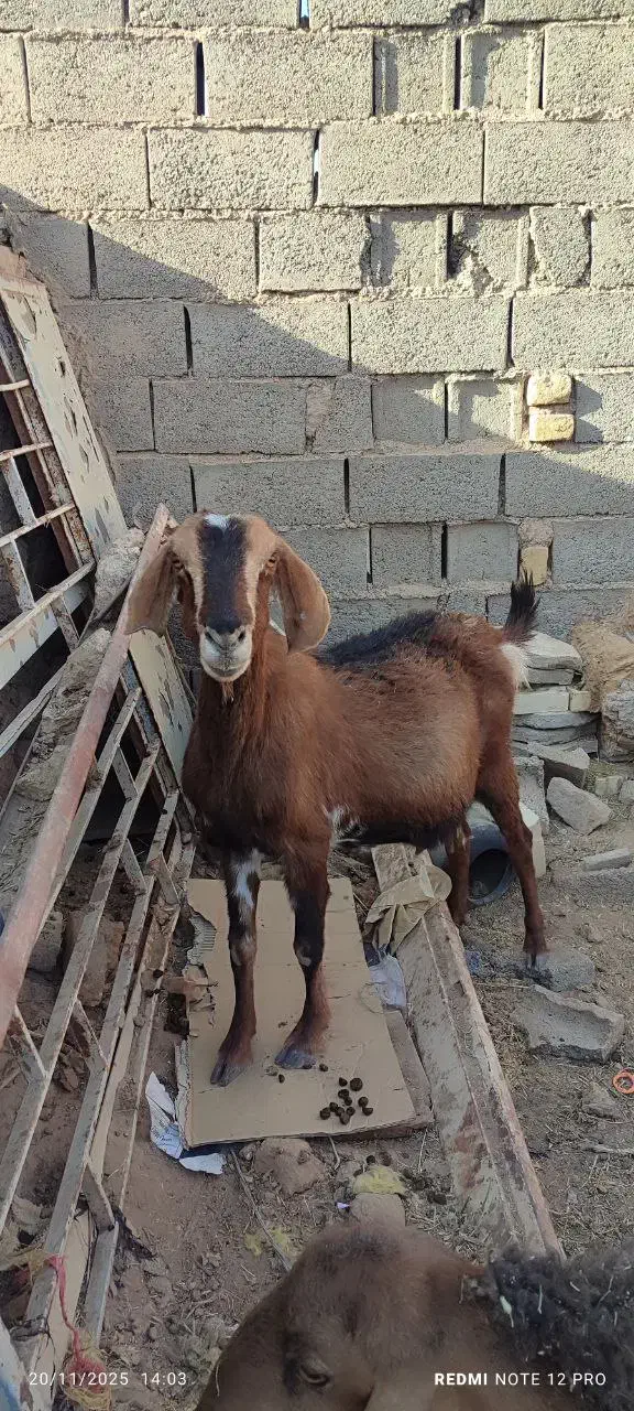 بز آبست|حیوانات مزرعه|خواف, |دیوار