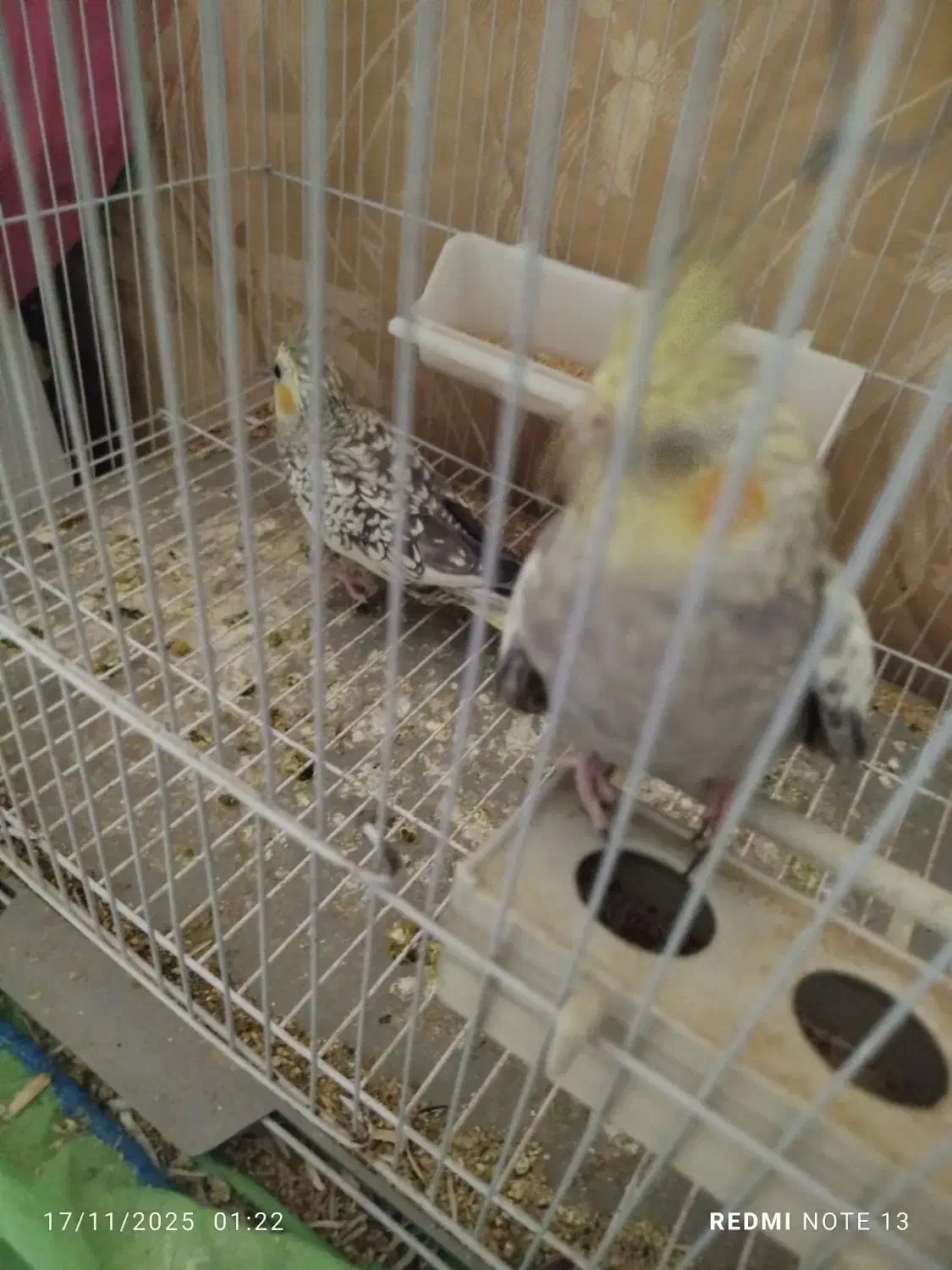 طوطی عروس|پرنده|بندر ماهشهر, |دیوار