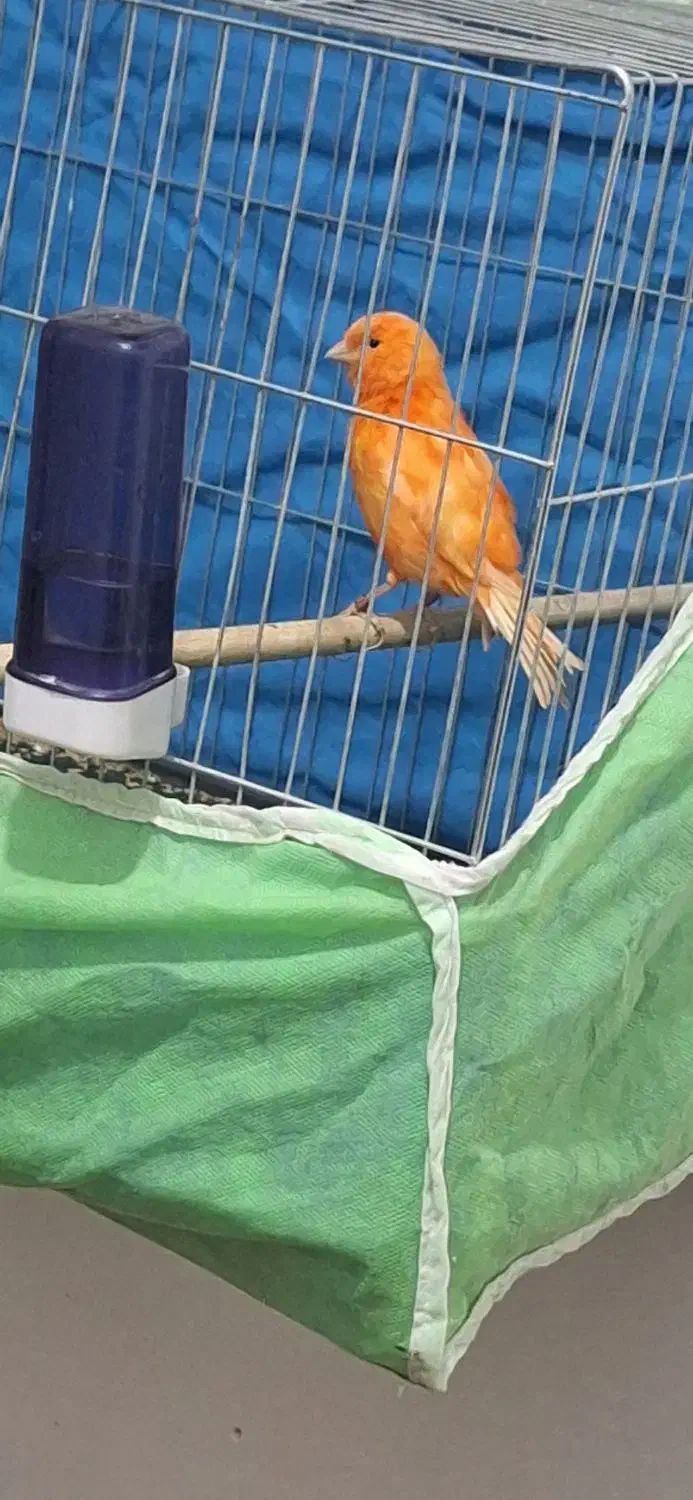 پرنده زینتی|پرنده|ابهر, |دیوار