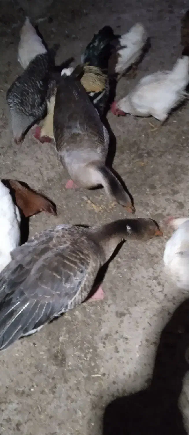 غاز|پرنده|زند, |دیوار