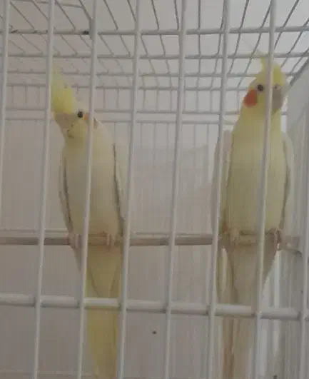 عروس هلندی|پرنده|سیرجان, |دیوار