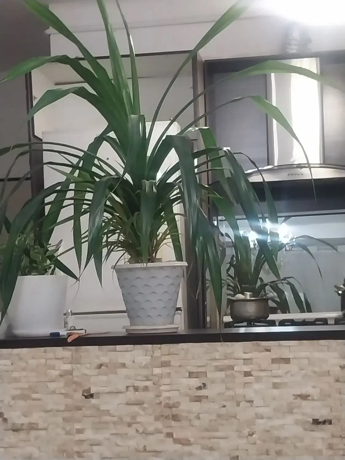 گل پاندانوس|گل و گیاه طبیعی|هشتگرد, شهرک پارسیان|دیوار