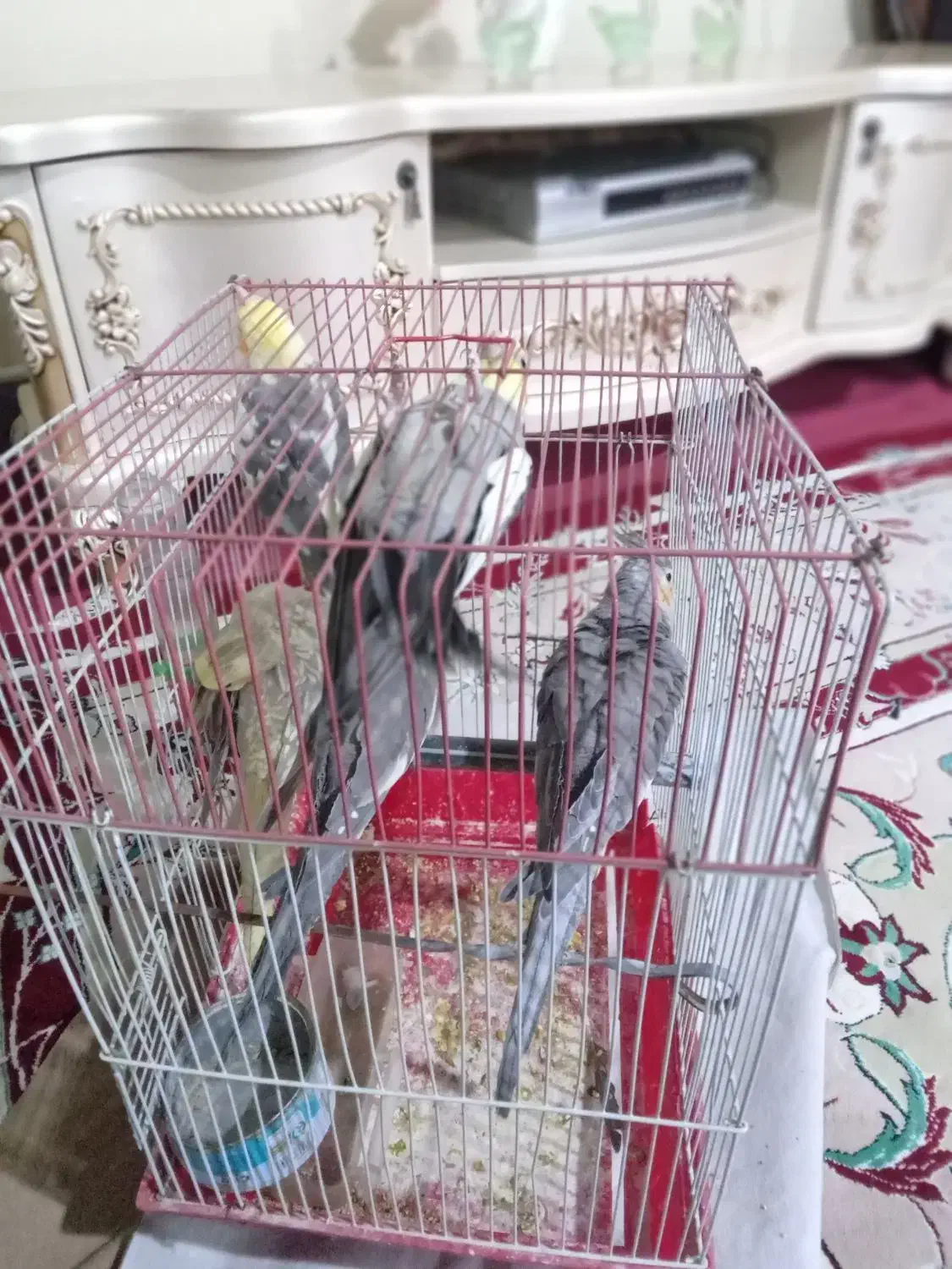 عروس هلندی|پرنده|بهارستان, |دیوار