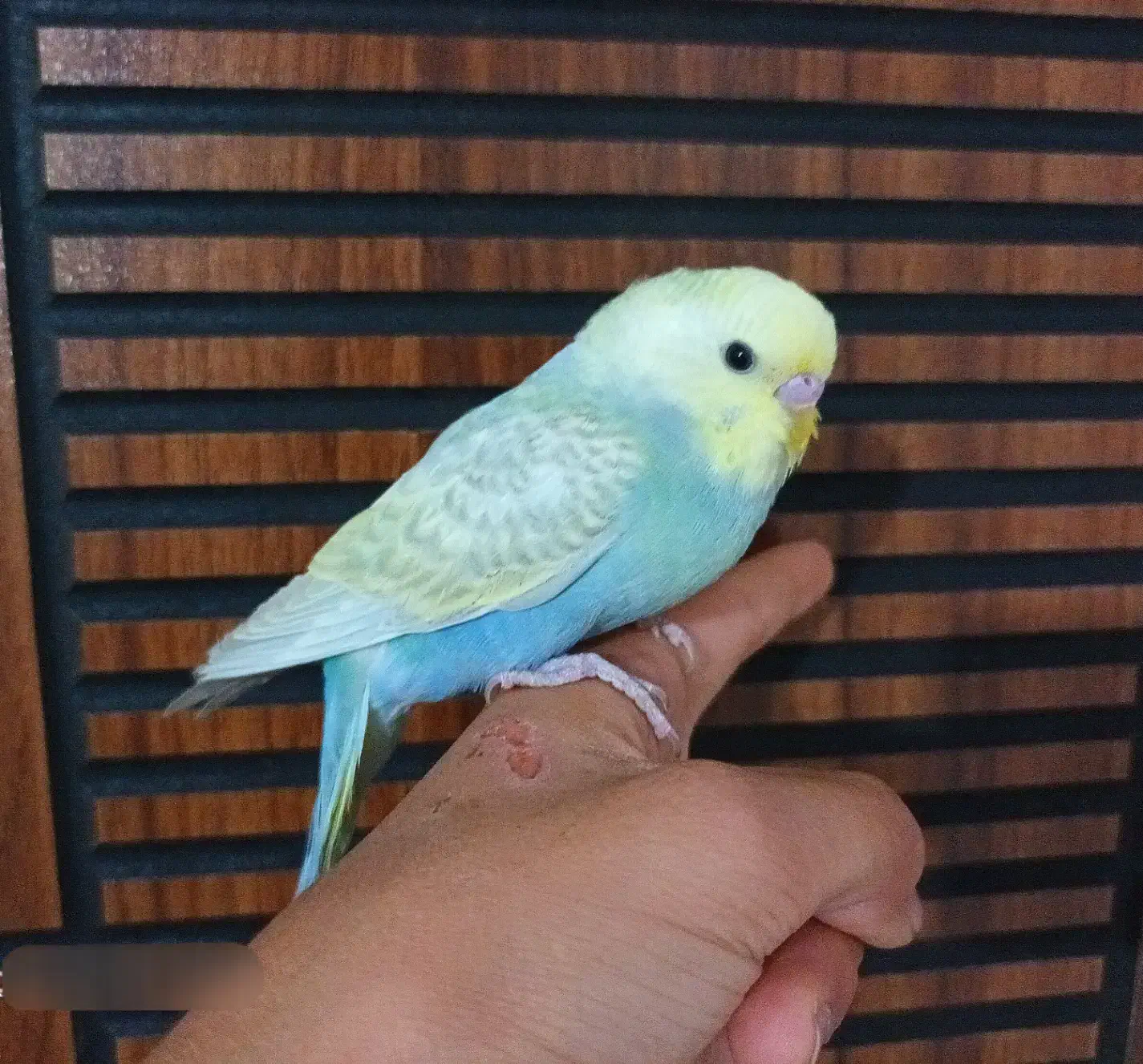 4 عدد مرغ عشق رینبو رام رنگ خاص|پرنده|پاکدشت, پاکدشت (مامازند)|دیوار