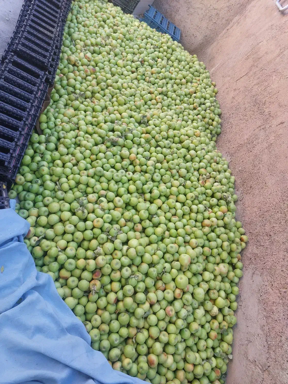 فروش فله ای سیب سبز|خوردنی و آشامیدنی|شبستر, |دیوار