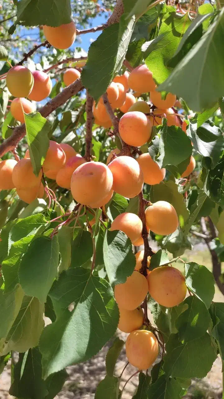 فروش نهال میوه و خشکبار لیبل‌دار|خدمات باغبانی و درختکاری|شیراز, باغ تخت|دیوار