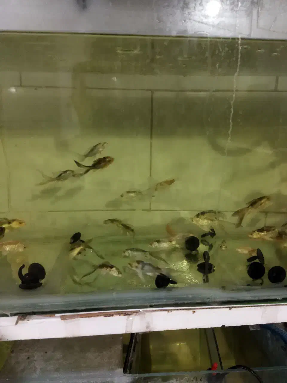 ماهی کوی|ماهی|قم, علی آباد|دیوار