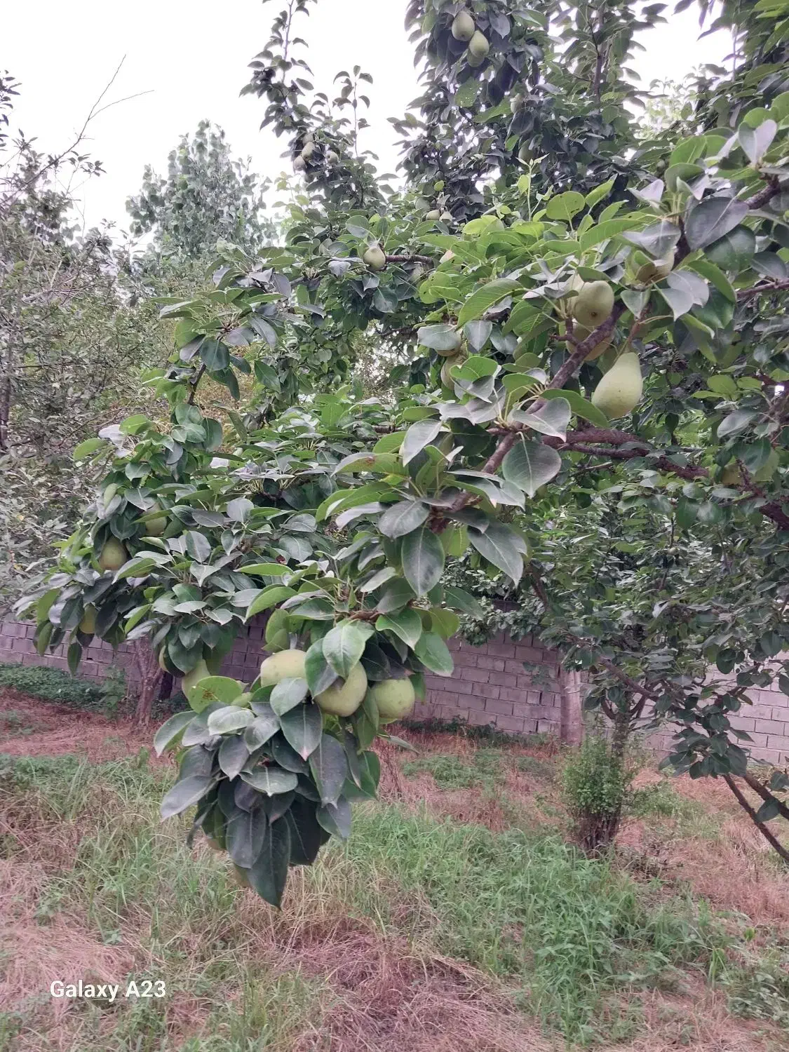 فروش یک پلاک 200متری شمالی|فروش زمین و ملک کلنگی|گلوگاه بابل (گلیا), |دیوار