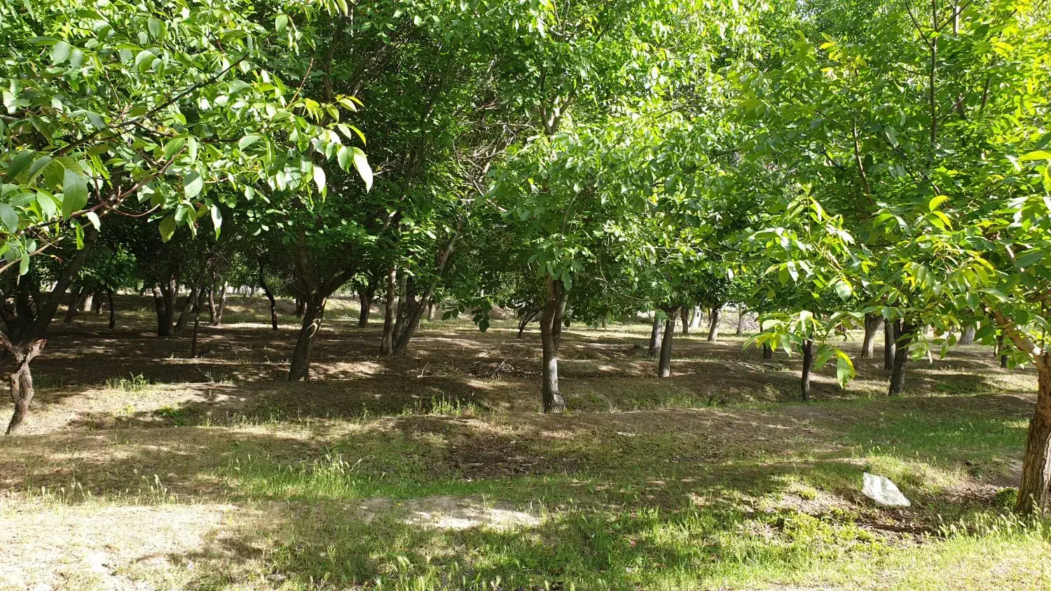 واقع در خسروشاه منطقه بالمان باشی|فروش زمین و ملک کلنگی|خسروشاه, |دیوار