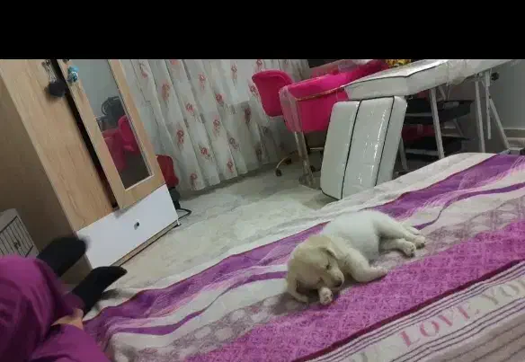 سگ اشپتیز پامر|سگ|کاشان, کشاورز|دیوار