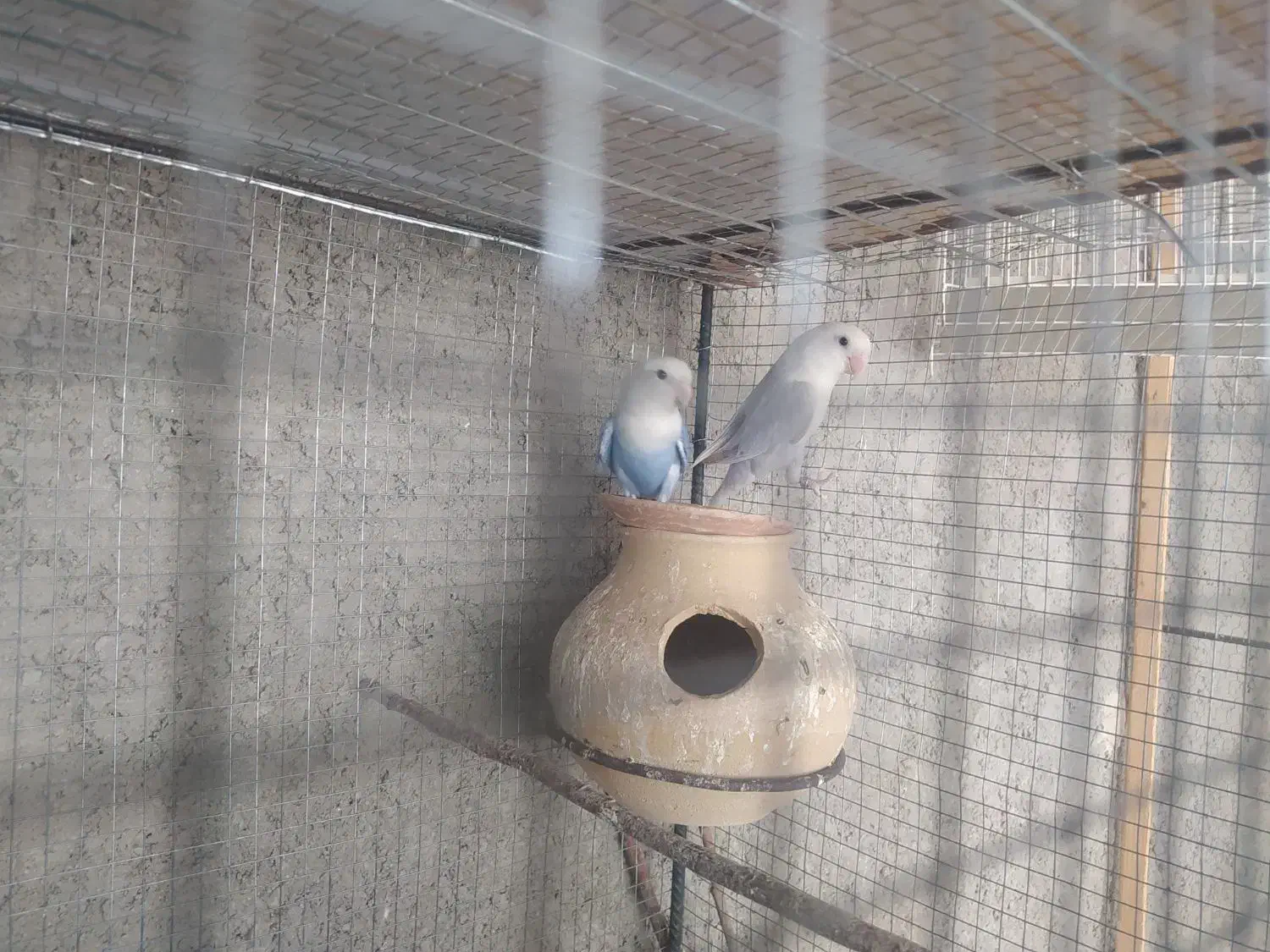 کوتوله|پرنده|سراوان, |دیوار