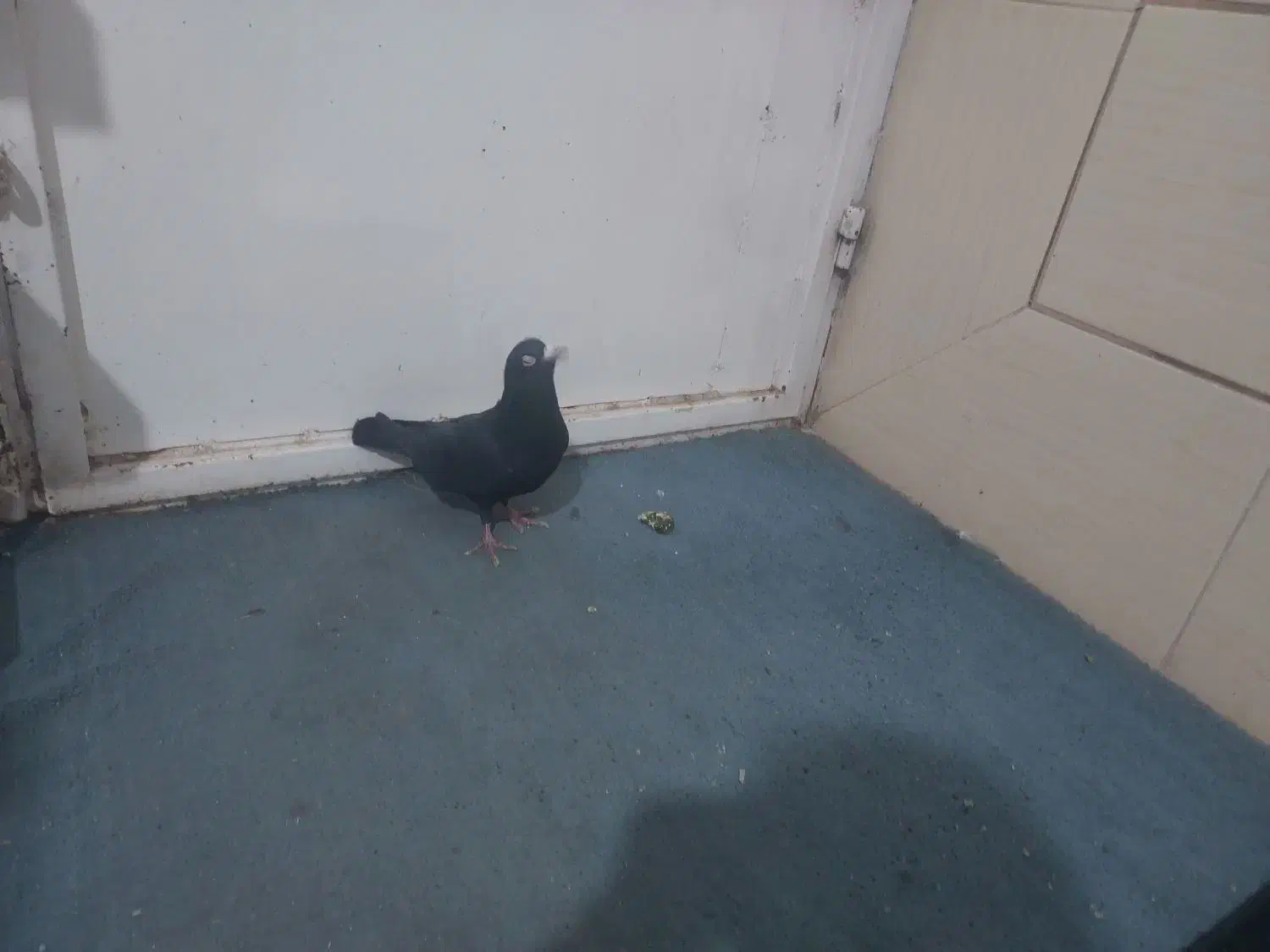 کبوتر|پرنده|رفسنجان, |دیوار