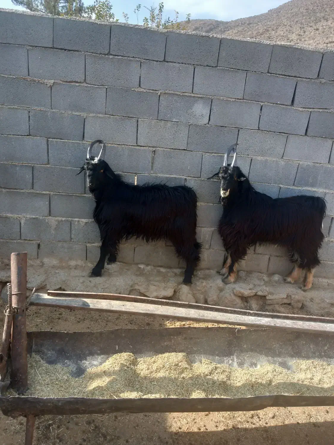 دوراس کهره بذری|حیوانات مزرعه|شیراز, گویم|دیوار