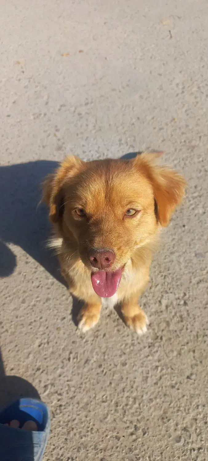 سگ پاکوتاه حرف گوش کن بازی گوش|سگ|آشخانه, |دیوار