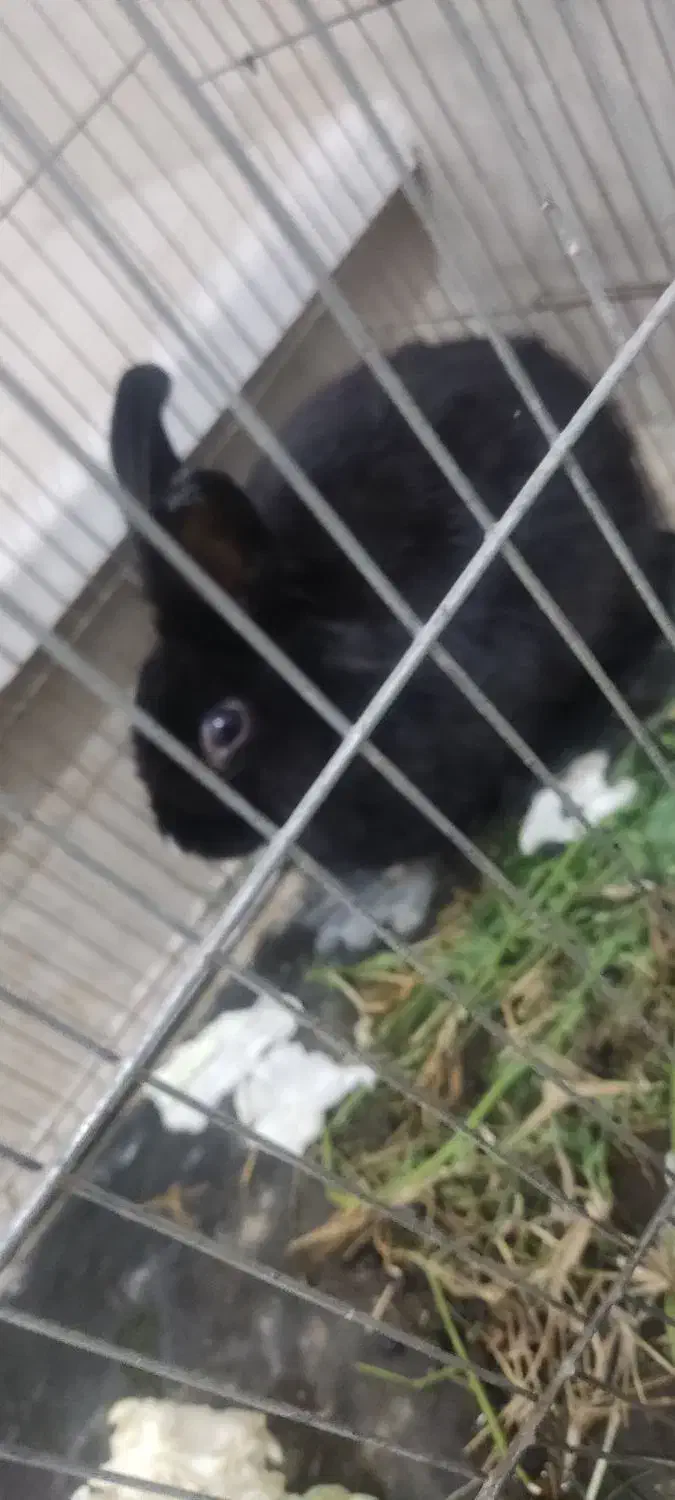 خرگوش|موش و خرگوش|گنبد کاووس, |دیوار