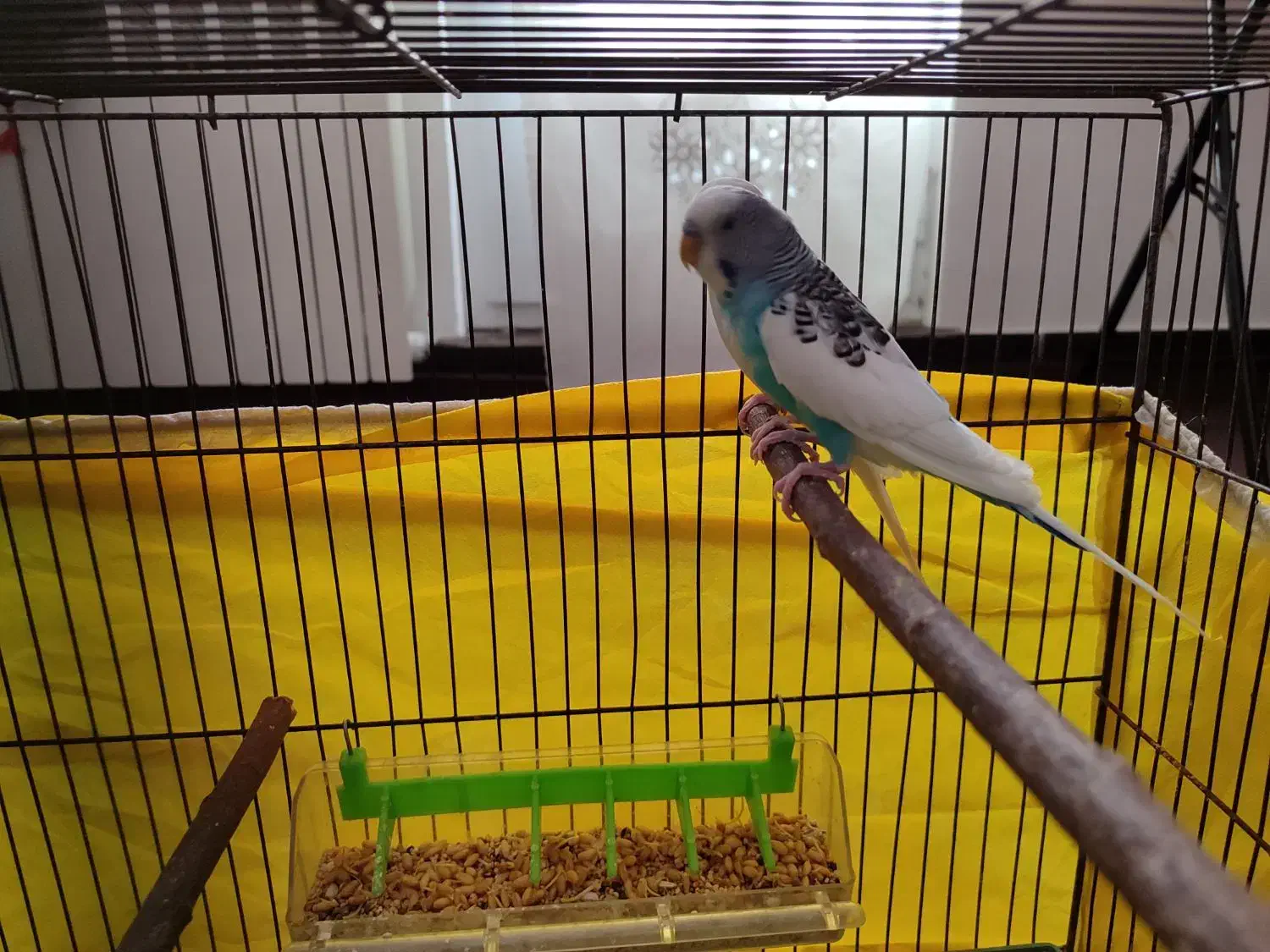 مرغ عشق آماده|پرنده|ابهر, |دیوار