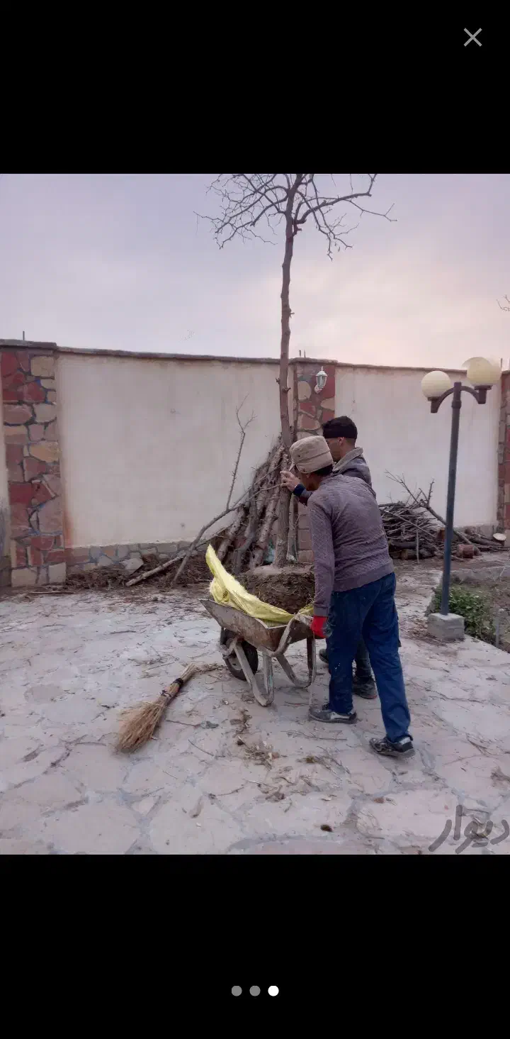 اجرای کلیه خدمات باغبانی گلکاری چمن نهال سم هرس و|خدمات باغبانی و درختکاری|مشهد, توس (بلوار توس)|دیوار