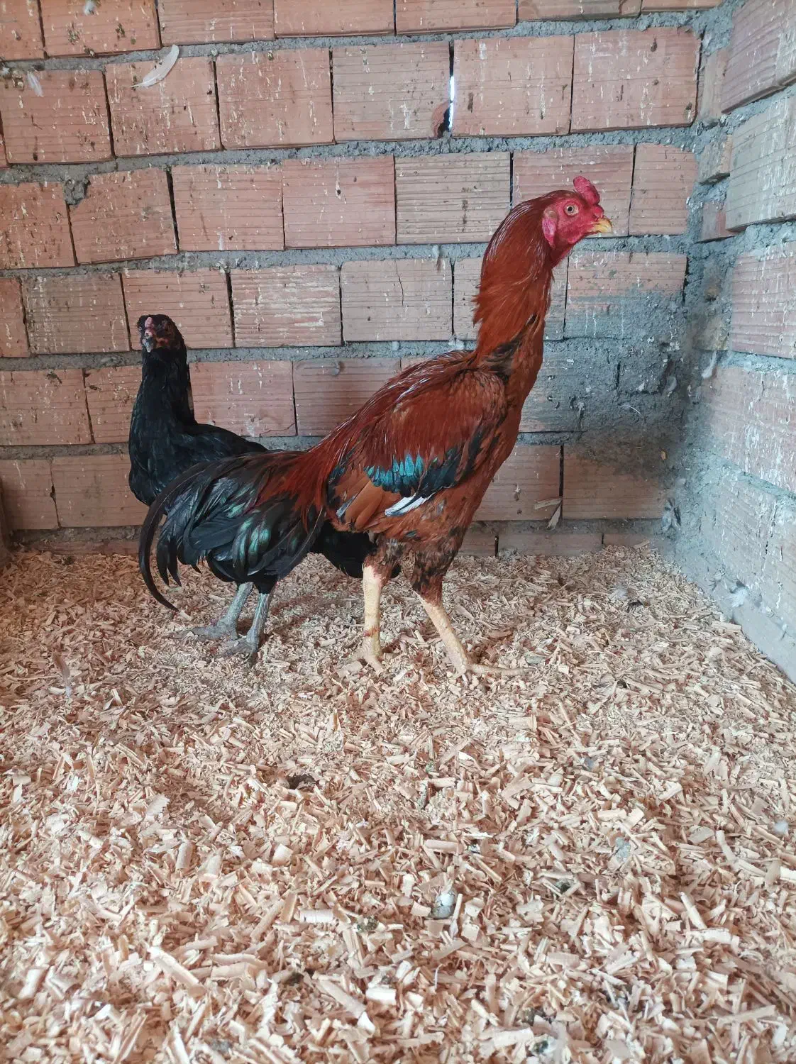 خروس لاری|پرنده|آق قلا, |دیوار