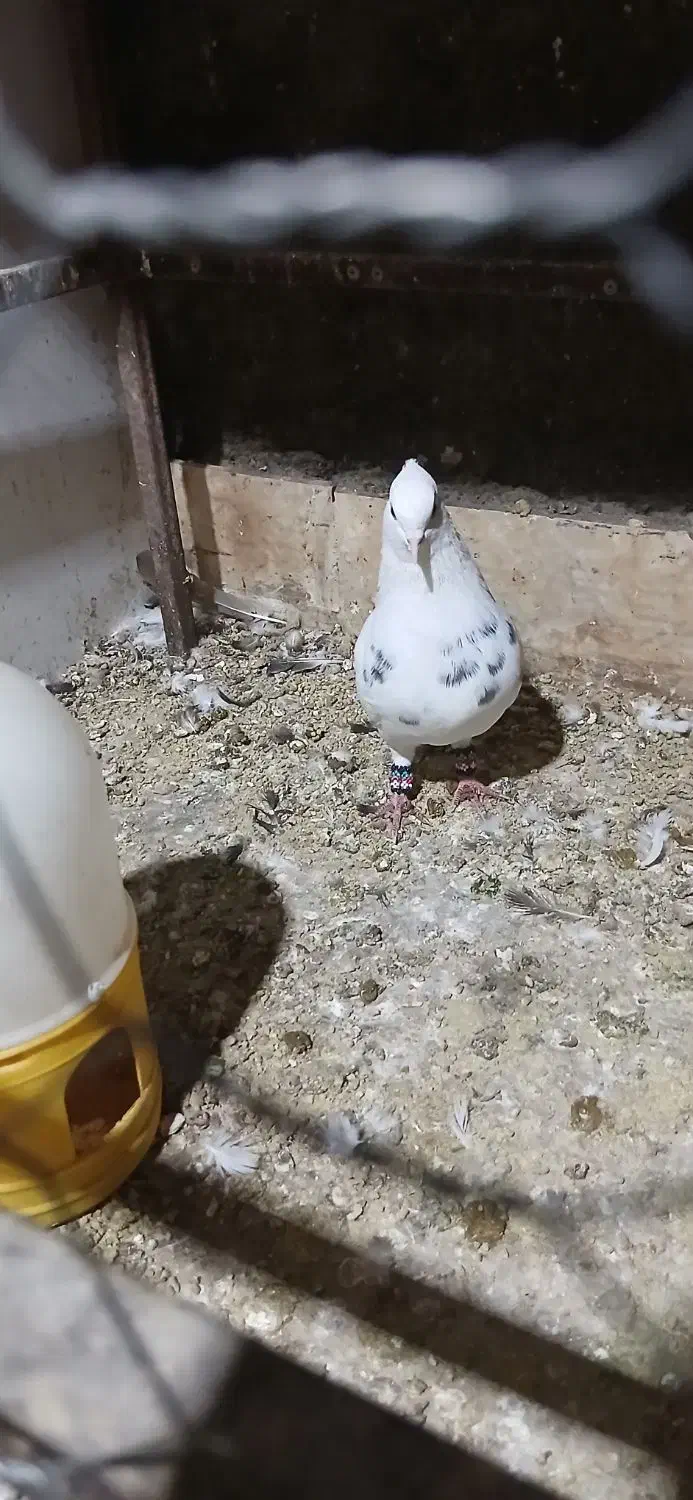 فقد پیام|پرنده|شادگان, |دیوار