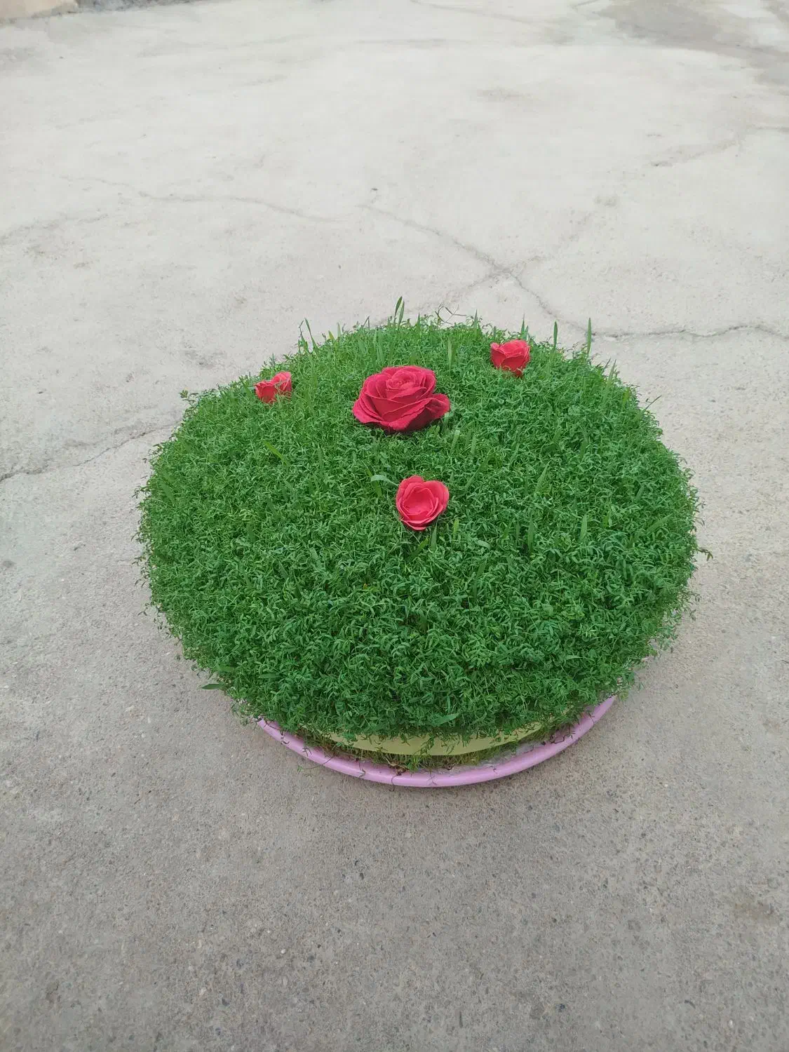 سبزه|گل و گیاه طبیعی|کنگاور, |دیوار