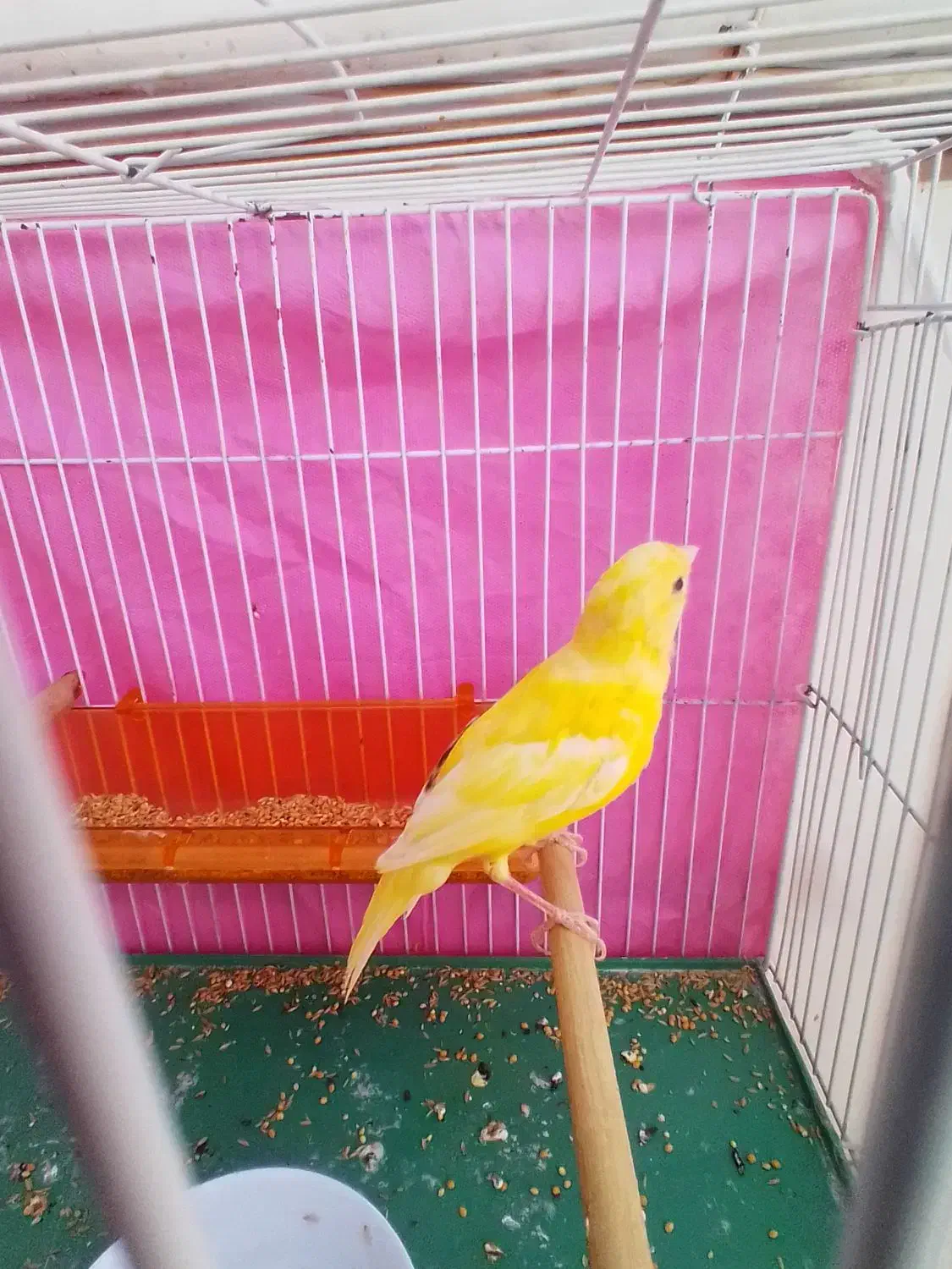 قناری نر سرحال|پرنده|چناران, |دیوار