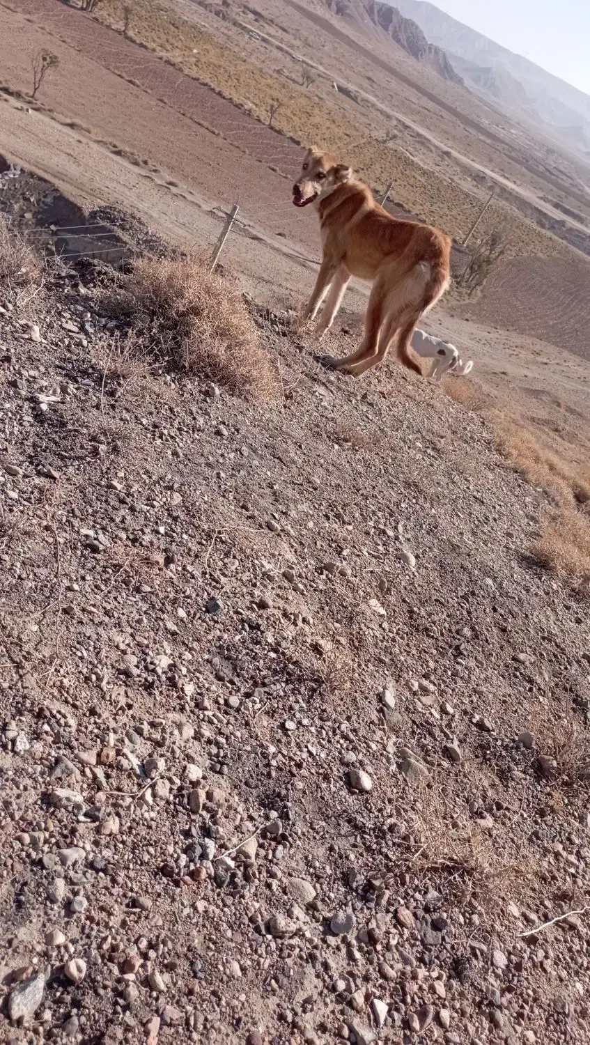 سگ سرابی|سگ|باسمنج, |دیوار