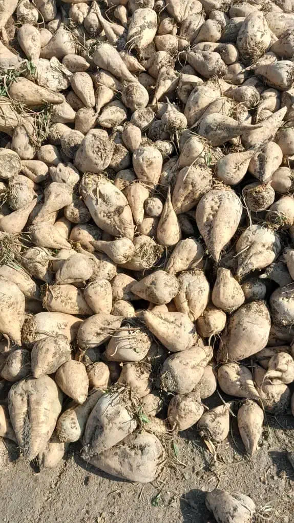 چغندر|عمده‌فروشی|اصفهان, نقش جهان|دیوار