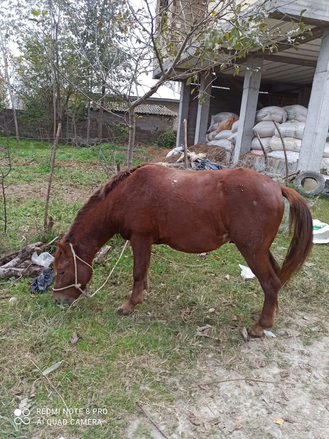 اسب دوسر خزر کاسپین|اسب و تجهیزات اسبسواری|فومن, |دیوار