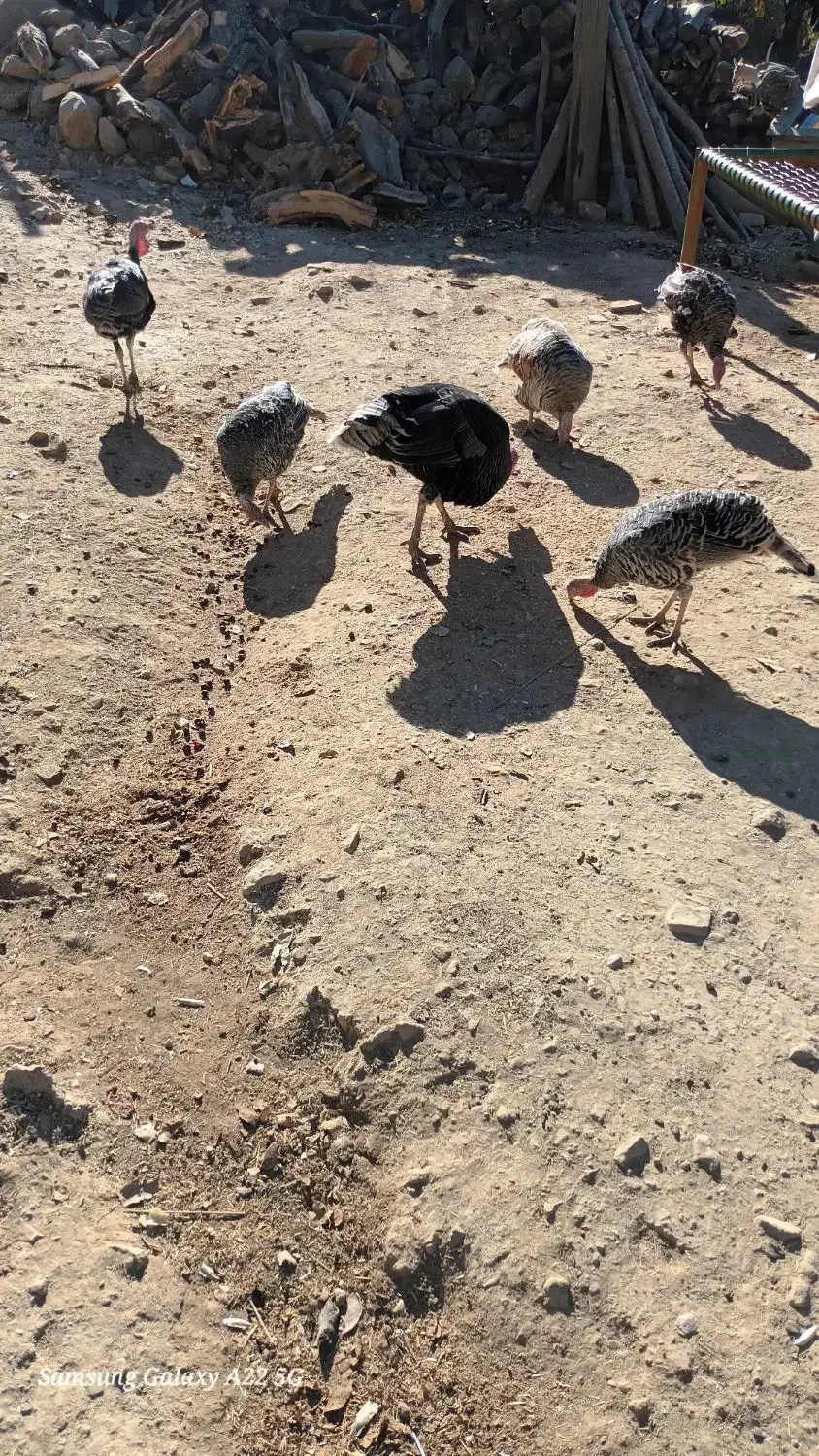 بوقلمون|حیوانات مزرعه|بازفت, |دیوار