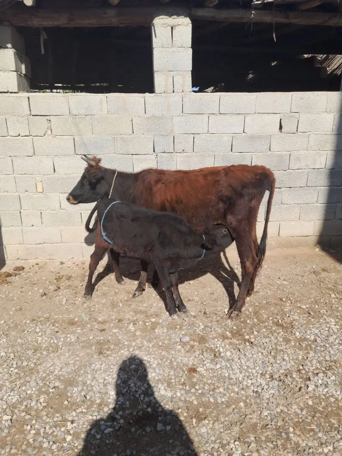 گاو گوساله دار جوان  گوساله  ماده|حیوانات مزرعه|گنبد کاووس, |دیوار