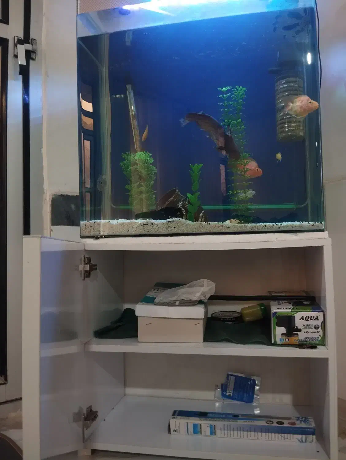 آکواریم خم شرکتی|ماهی|اسلامآباد غرب, |دیوار