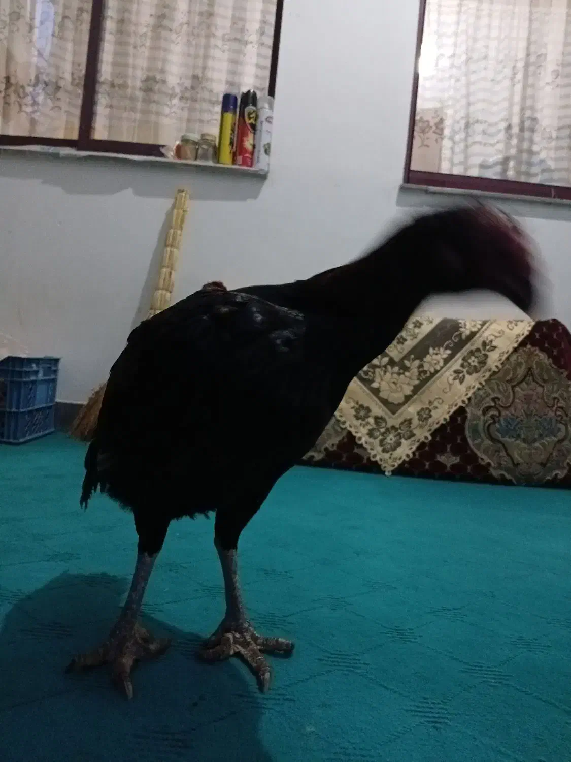 لاری مرغ یک عدد|حیوانات مزرعه|رشت, کوی امام رضا|دیوار