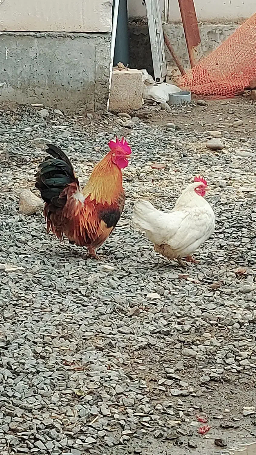 مرغ و خروس مینیاتوری|حیوانات مزرعه|ثمرین, |دیوار