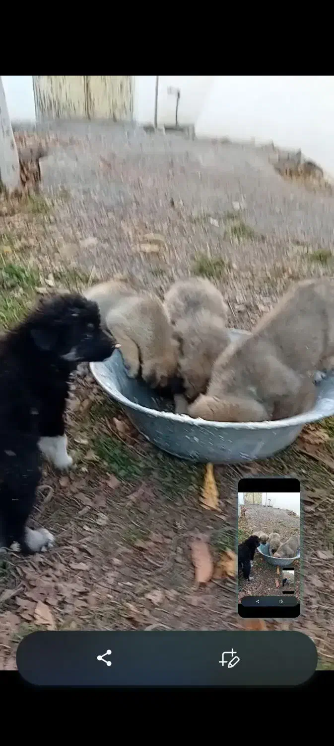 توله سگ رایگان|سگ|فیرورق, |دیوار