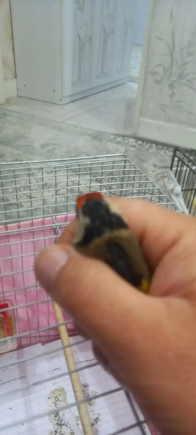 سهره ماده|پرنده|اهواز, طالقانی|دیوار