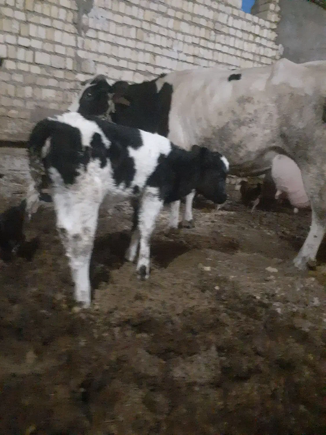 گاو|حیوانات مزرعه|آران و بیدگل, |دیوار