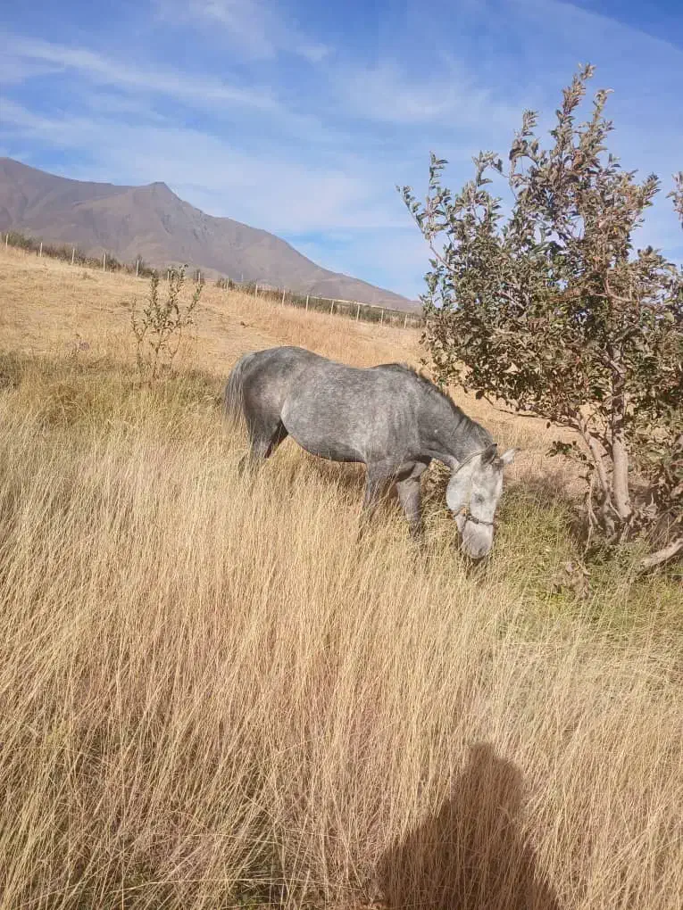 اسب یخته ۶ ساله|اسب و تجهیزات اسب‌سواری|سیلوانه, |دیوار