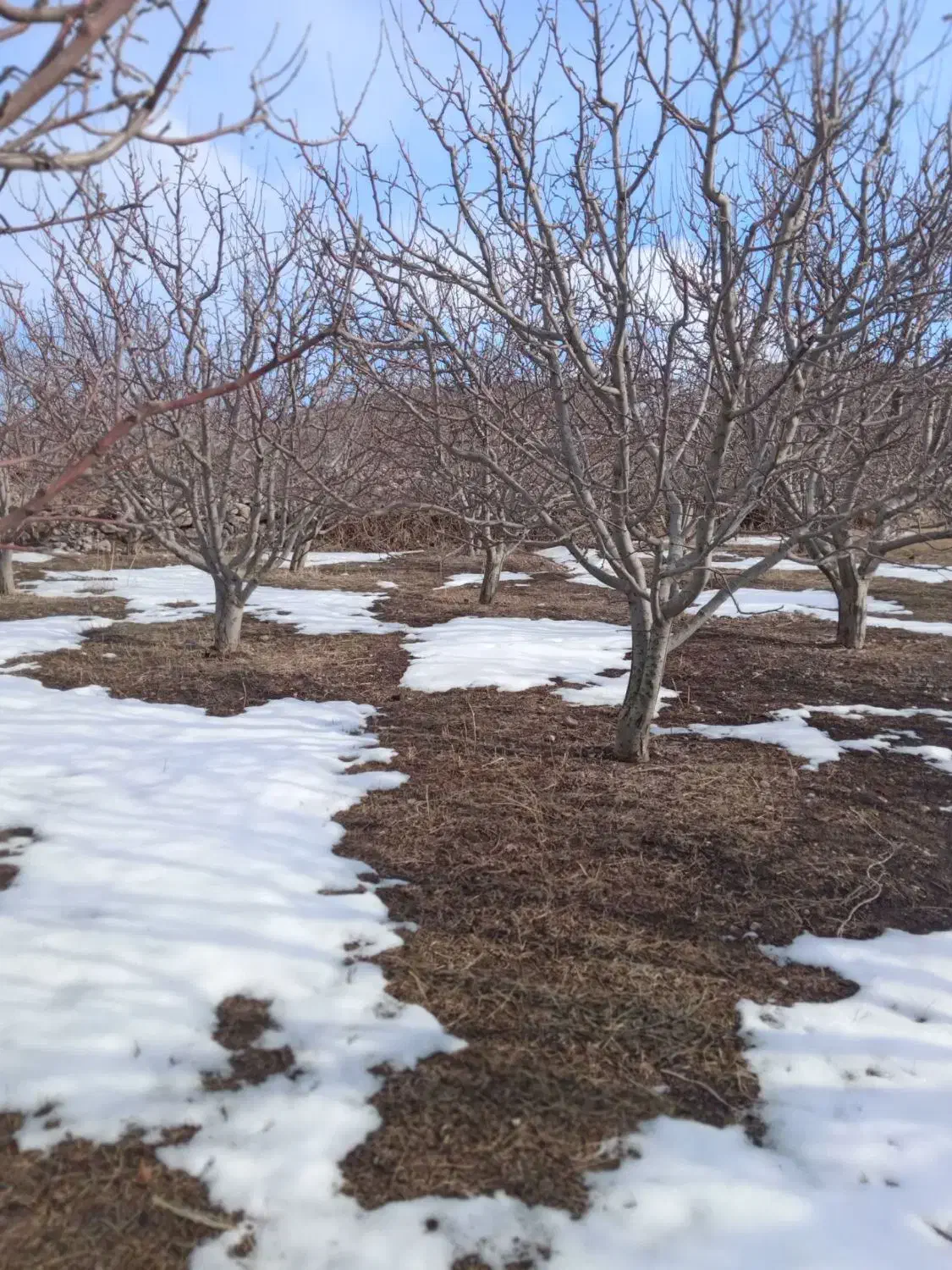 خریدانواع چوپ خریداریم|خدمات باغبانی و درختکاری|مشگین شهر, |دیوار