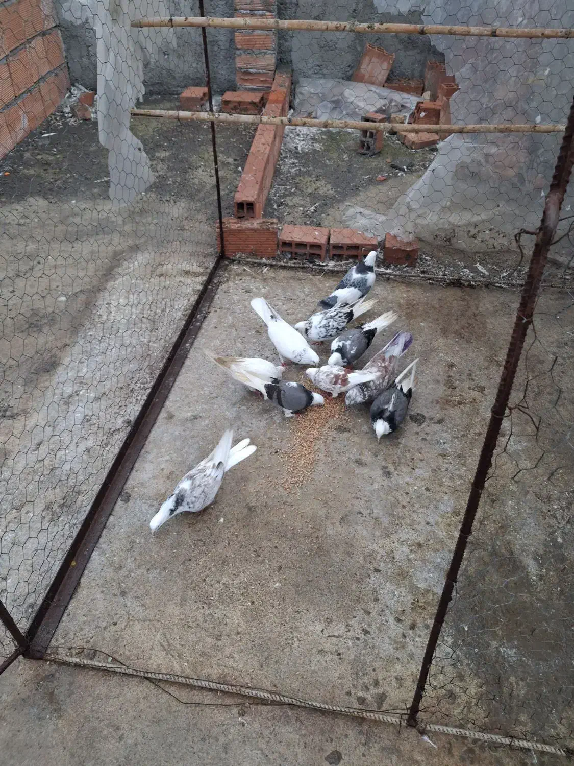 سلام دوستان عزیز چند تا کبوتر غریب خوب|پرنده|ساری, |دیوار