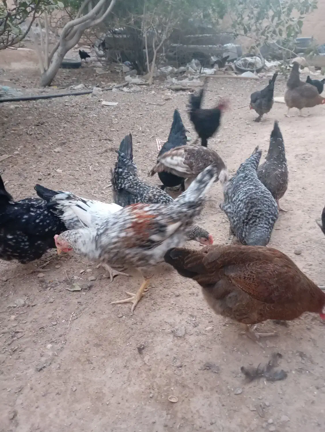 بوقلمون ،مرغ|حیوانات مزرعه|مبارکه, |دیوار