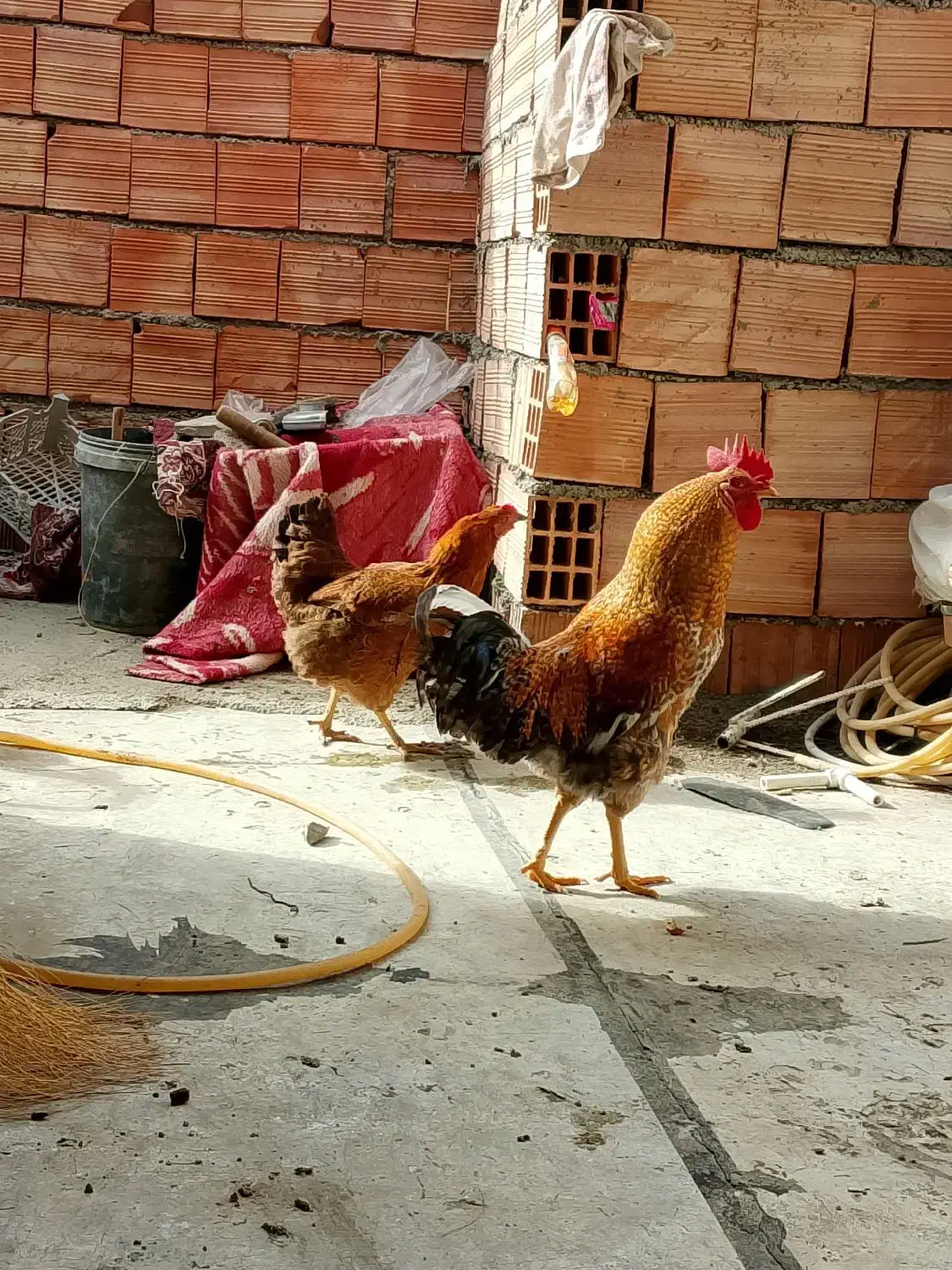 مرغ و خروس محلی|حیوانات مزرعه|مریوان, |دیوار