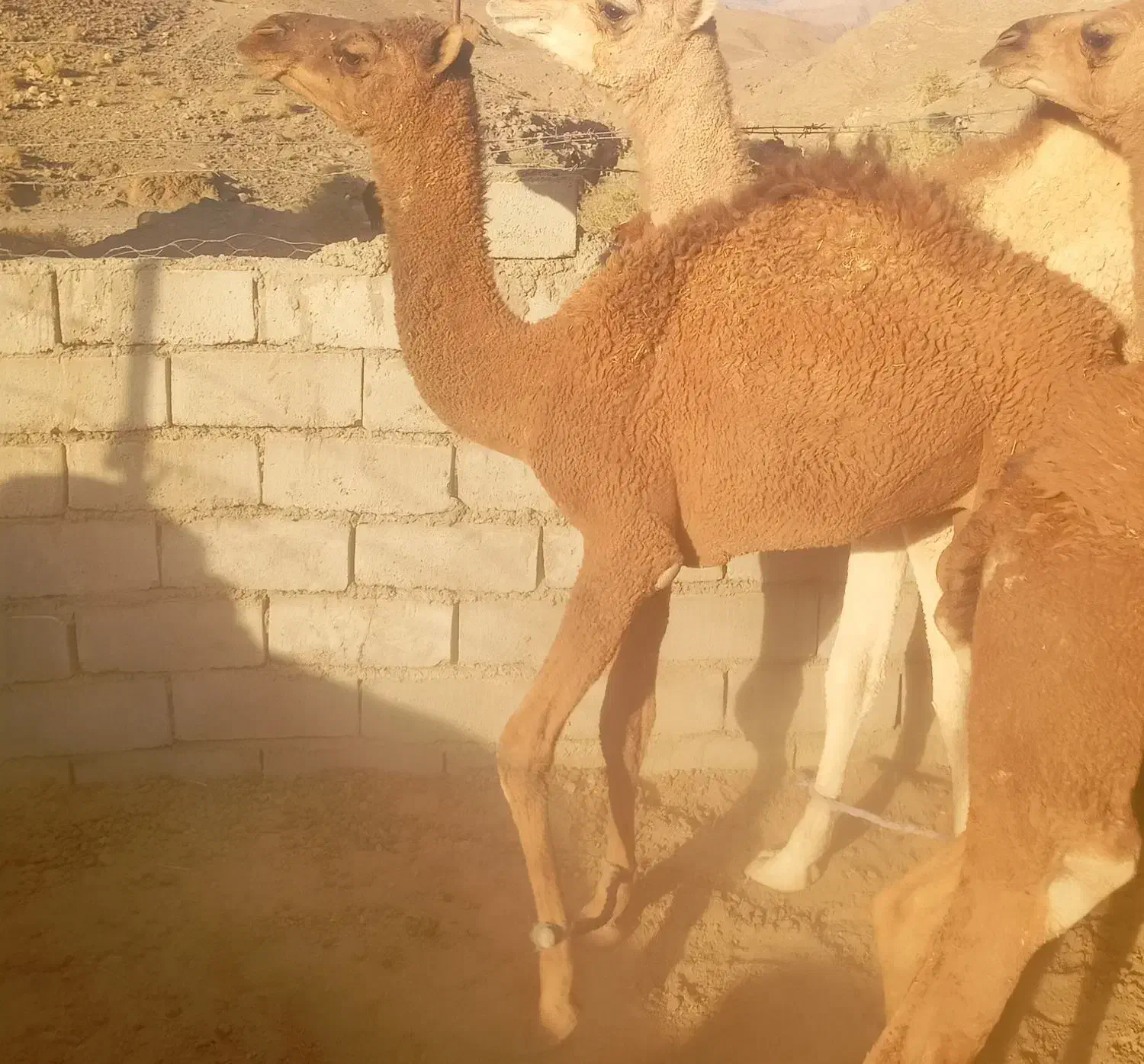 شتر نر چاق|حیوانات مزرعه|ایرانشهر, |دیوار