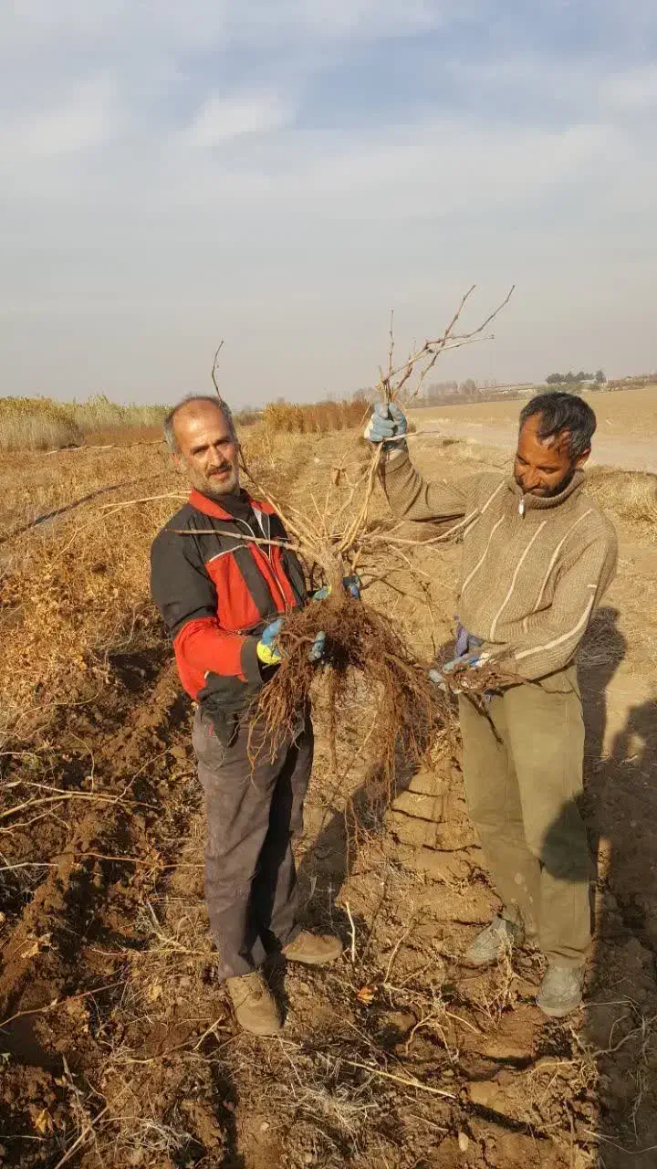باغبان|خدمات باغبانی و درختکاری|محمدیه-قزوین, |دیوار